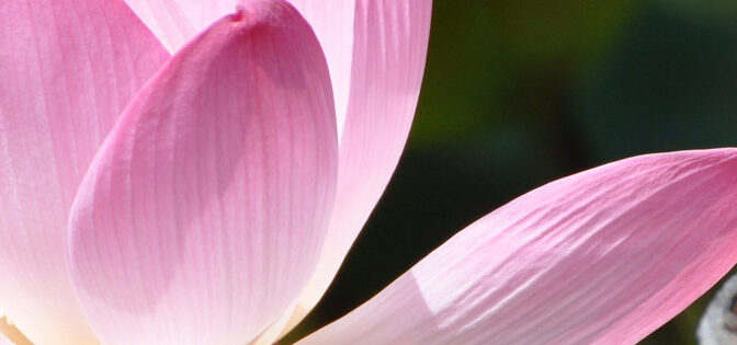 Pink lotus flower with seed pod.
