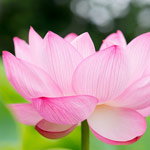Pink lotus with meditation session text.