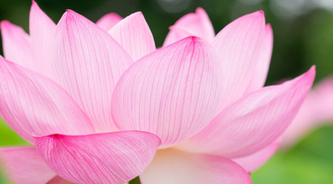 Pink lotus flower with soft background.