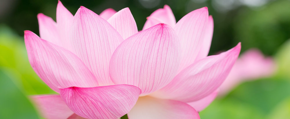 lotus