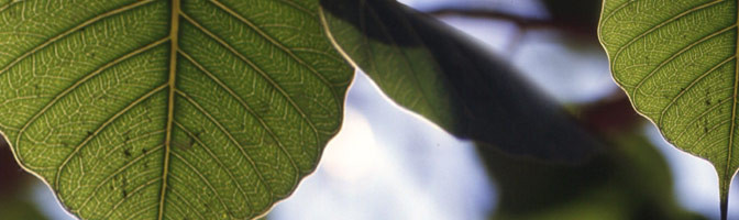 Close-up of green leaves with veins.